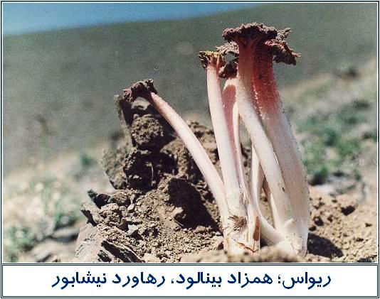 ريواس نيشابور ثبت ملي شد