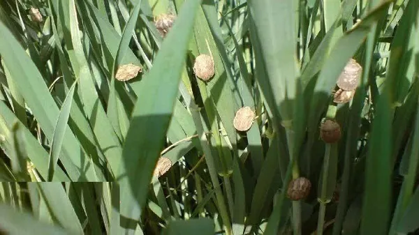 کاهش سن‌زدگی گندم آذربایجان‌شرقی