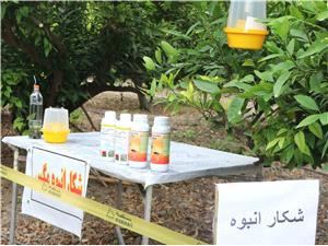 مبارزه گسترده با آفت مگس ميوه مديترانهاي در باغهاي محمودآباد؛ شکار بيش از 5 هزار حشره
