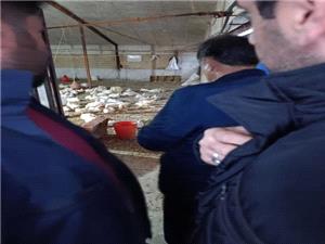 بازديد بازرسي وزارت جهاد کشاورزي از مرغداريهاي نکا؛ بررسي چالشهاي قيمت نهادهها و بازار مرغ گوشتي