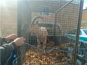 کشف و ضبط يک رأس کل وحشي در بازرسي از يک کارواش در ايلام