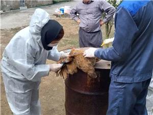 پايش 10 هزار و 99 واحدي آنفلوآنزاي فوقحاد طيور در مازندران؛ آمادگي حداکثري دامپزشکي در مراقبت از زنجيره توليد