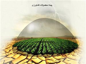 کشاورزان کهگيلويه و بويراحمد براي ثبتنام بيمه فراگير گندم تا پايان دي ماه فرصت دارند