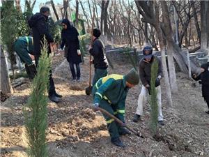 بيش از 3 هزار اصله نهال در منطقه يک کاشته شد