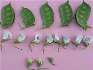 افزايش 32 درصدي توزيع کود پتاس يارانه دار در استان آذربايجان شرقي