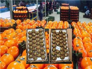 صادرات بیش از 3 هزار و 400 محموله مرکبات و کیوی مازندران به بازارهای جهانی