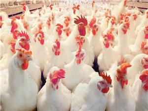 هشدار فوري جهاد کشاورزي مازندران به مرغداران، آمادهباش براي مقابله با سرماي شديد