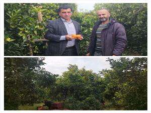 برداشت 99 درصد مرکبات در شهرستان بابل؛ توليد بيش از 700 هزار تن در 22500 هکتار