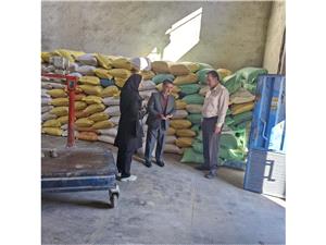 توزیع جو عشایری بین دامداران چالوس؛گامی بلند در تأمین امنیت غذایی دام