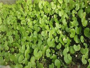 پيوند تجربه 35 ساله، اقتصاد سبز و فناوري نوين در شيلات آذربايجان شرقي