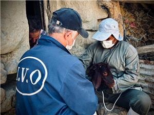 ارائه بيش از 600 هزار خدمت رايگان دامپزشکي مازندران در رزمايش هاي جهادي