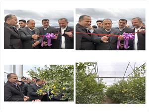 گلخانه مدرن ليموترش بابل با توليد 7 تن در سال در دهه مبارک فجر افتتاح شد