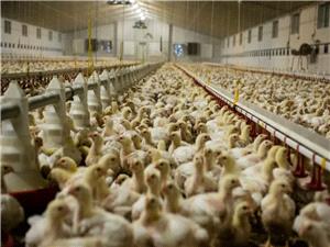 حرکت به سوي خودکفايي؛ جوجه ريزي 1.6 ميليون قطعه اي در مرغداري هاي قائم شهر