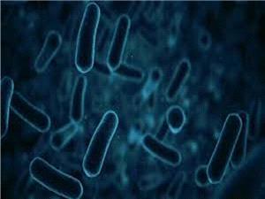 بکتیریا فائقه قد تفتح آفاقا جدیده فی صناعه أدویه للسرطان والخرف