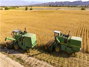 قیمت جدید گندم تا هفته آینده اعلام میشود