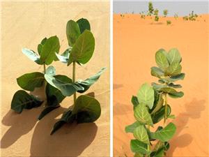 چین در صحرا لاستیک میکارد!