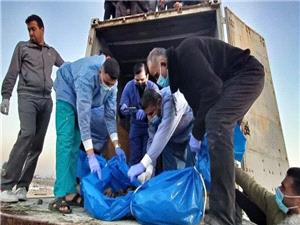 از رکوردهای گینس تا گورستان اعداد؛ سرقت اعضای بدن، جنایتی پنهان علیه پیکر فلسطینیها