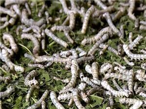 صنعت نوغانداری برای تداوم حیات نیازمند تکمیل زنجیره تولید است