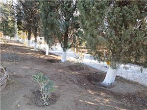 حفاظت از فضاي سبز منطقه 22 با اجراي طرح باندينگ درختان