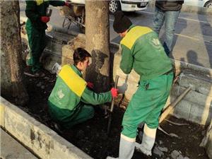 تقويت بنيه درختان منطقه يک با اجراي چالکود زمستانه