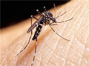 اقدام برای عقیمسازی پشه آئدس با کمک سازمان انرژی اتمی