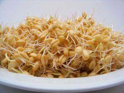 ١٠ فايده ي جوانه گندم در طب سنتي