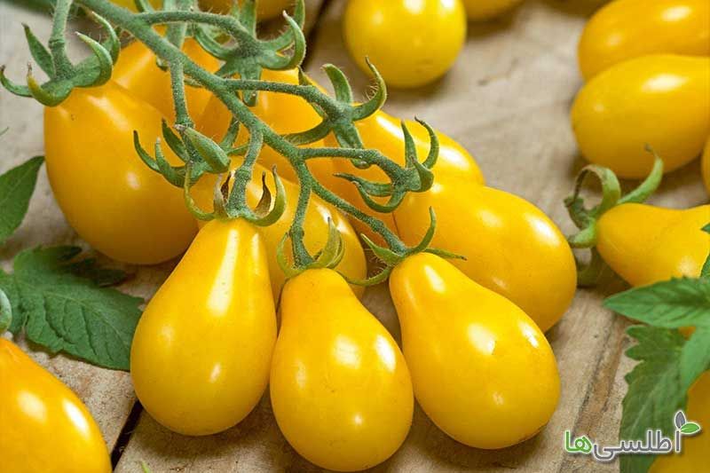 خرید بذر صیفی جات خاص در فروشگاه اطلسی ها