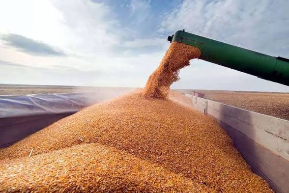خريد تضميني 140 هزار تن گندم مازاد بر نياز کشاورزان در استان مرکزي