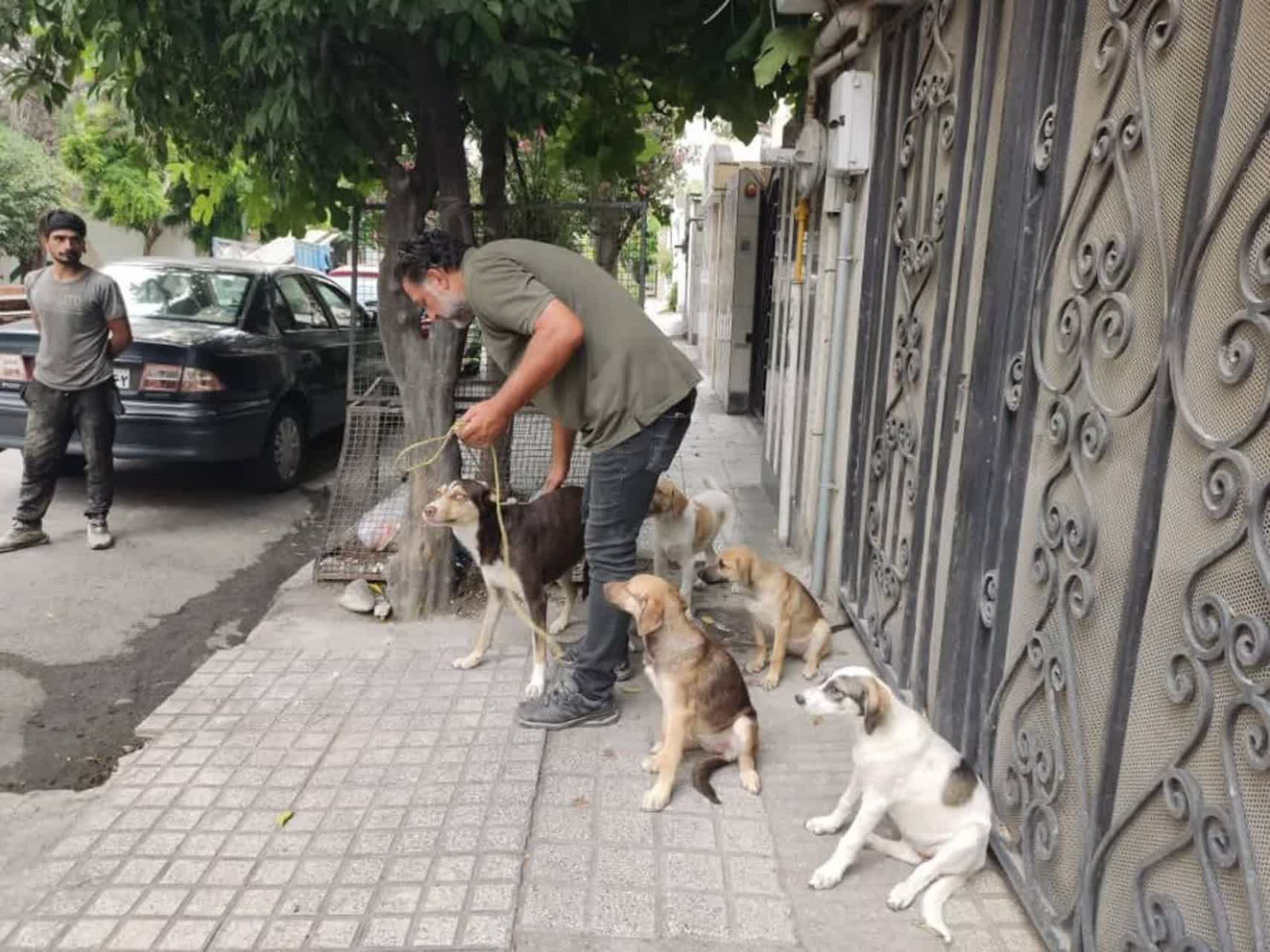 ساماندهي سگهاي بلاصاحب در ساري