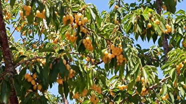 پيش بيني برداشت بيش از 455 تن گيلاس تکدانه در مراغه