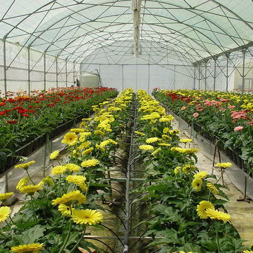 توسعه چشمگیر کشت گلخانهای در بابل/ عبور از مرز 28 هکتار سطح زیر کشت