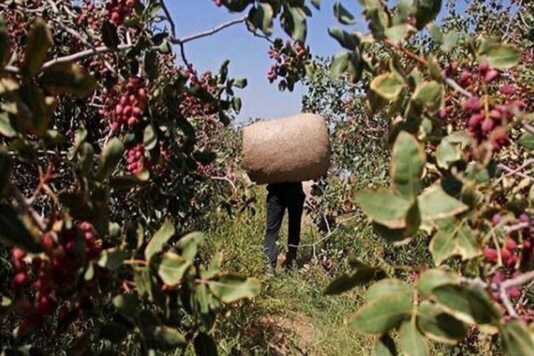 دستگیری  3متهم به سرقت محصولات باغی در نیشابور