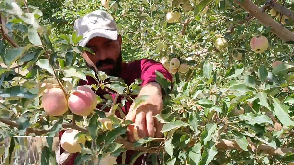 افزایش 30 درصدی تولید سیب تابستانه در مراغه