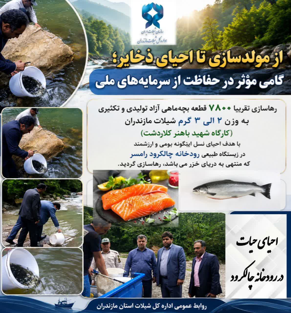 ازتکثیر تا رهاسازی؛ تداوم برنامه‌های شیلات مازندران برای بازسازی ذخایر