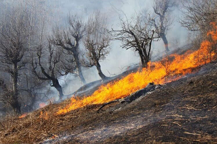کاهش چشمگیر آتشسوزی در عرصههای طبیعی استان کرمانشاه