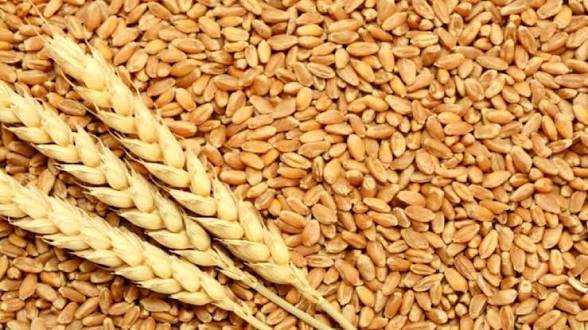 خرید 200 هزار تن گندم مازاد از کشاورزان استان مرکزی