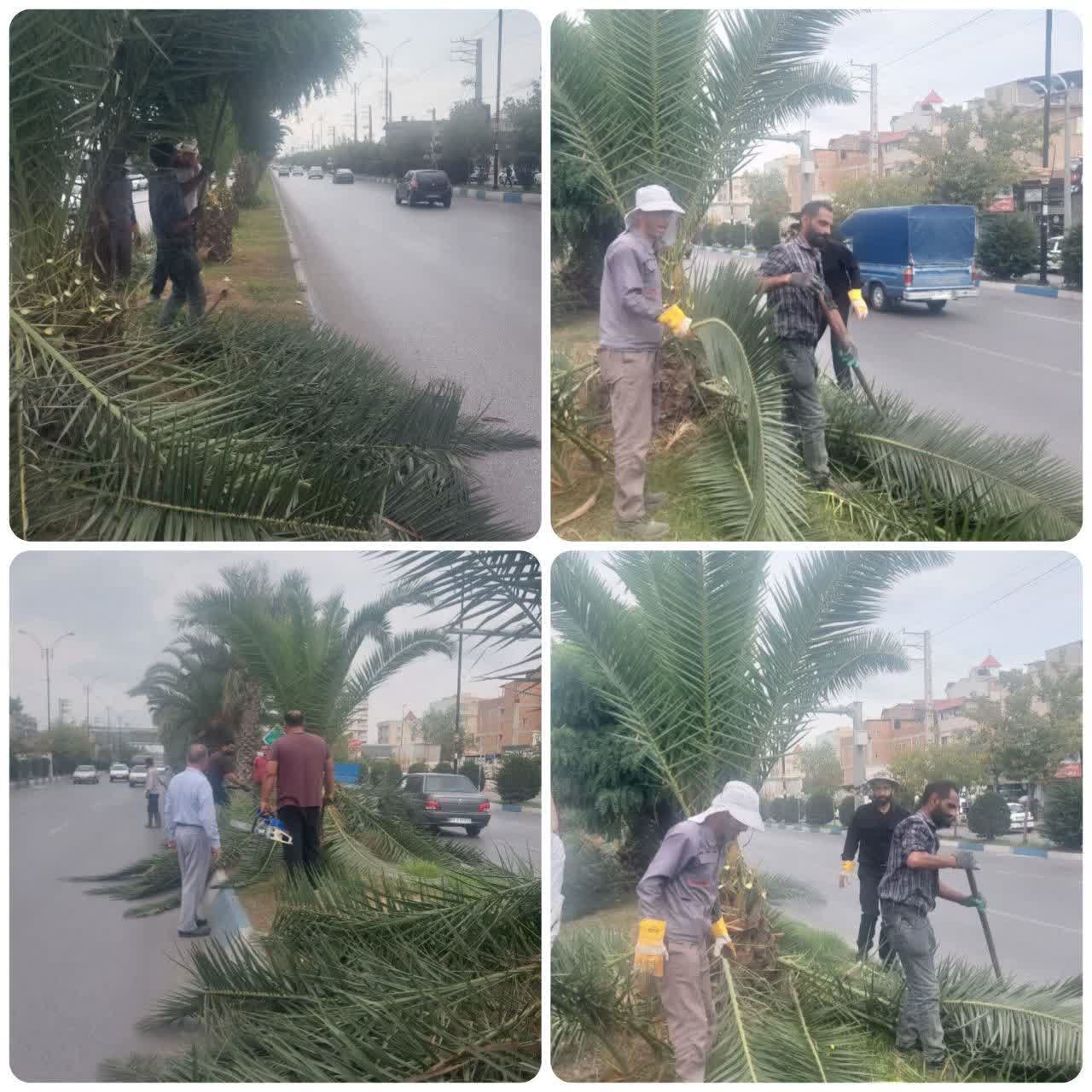 آغازعملیات هرس درختان فونیکس