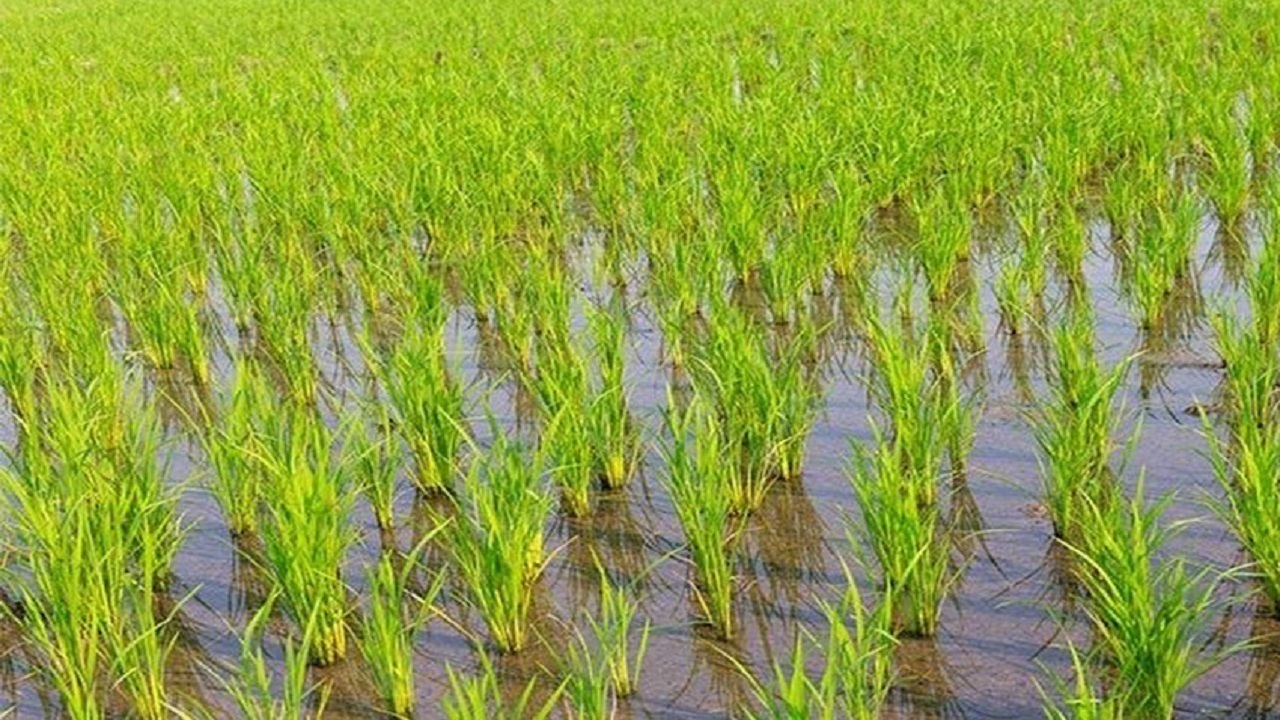 برداشت 10 هزار و 200 تن شلتوک از شالیزارهای حاشیه رودخانه ارس