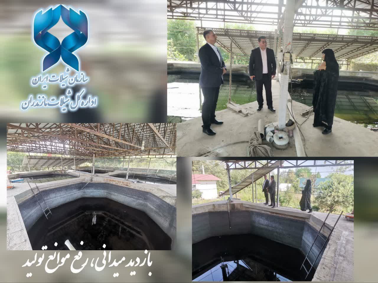 بازدید میدانی مسئولان عباس‌آباد از مزرعه پرورش ماهی با هدف رفع موانع تولید