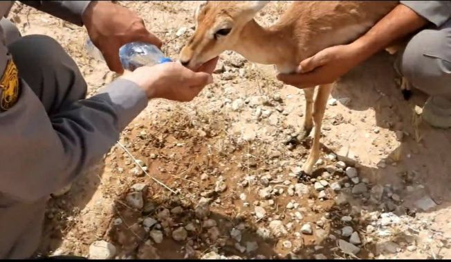 آهوی زخمی پس از یک ماه درمان به طبیعت قصرشیرین بازگشت