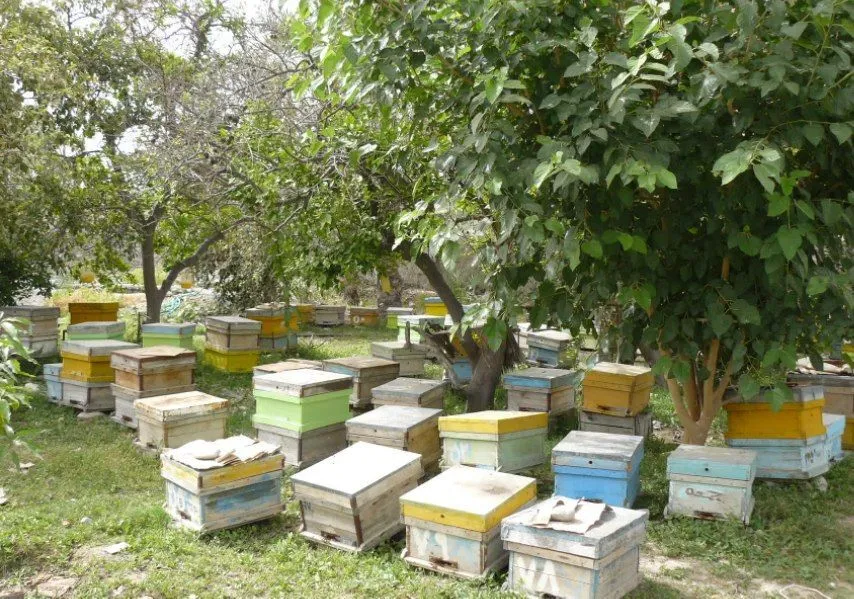 آغاز سرشماری زنبورستانهای آذربایجان شرقی از دوم آبان ماه