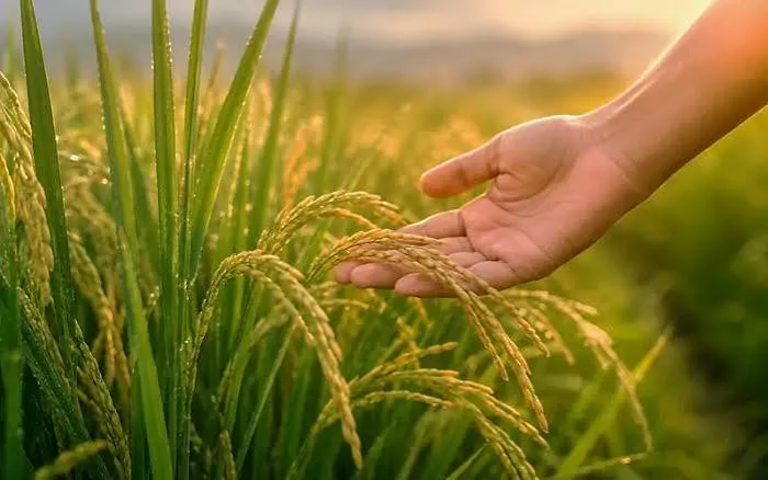 زمان برداشت برنج رتون در مازندران اعلام شد