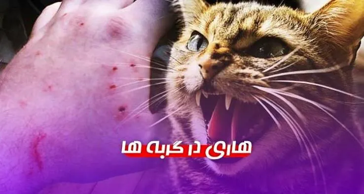 گربه‌ها هم ناقل هاری هستند