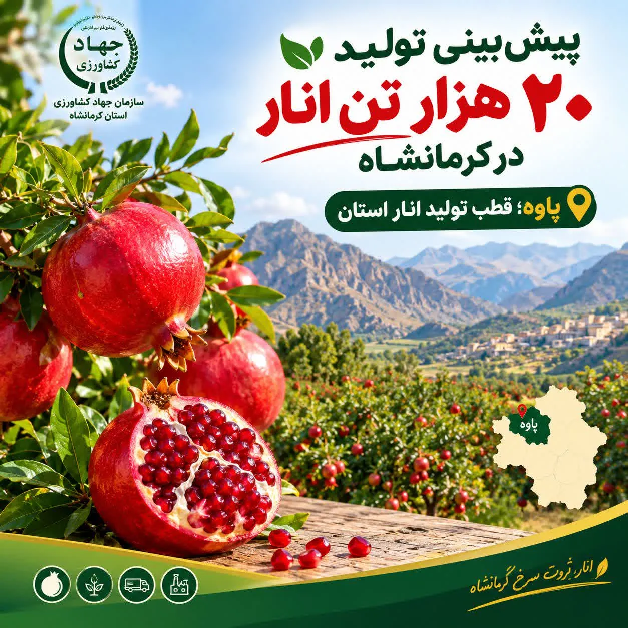 مدیر باغبانی سازمان جهاد کشاورزی استان کرمانشاه از پیشبینی تولید 20 هزار تن انار در استان خبر داد