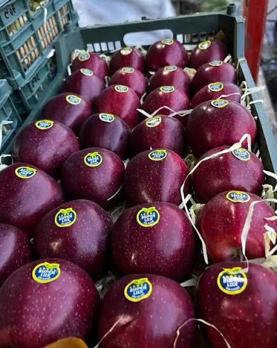 مراغه قطب تولید سیب آذربایجان شرقی