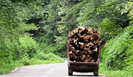 قاچاقچیان چوب با 7تن چوب جنگلی در دام پلیس بابل