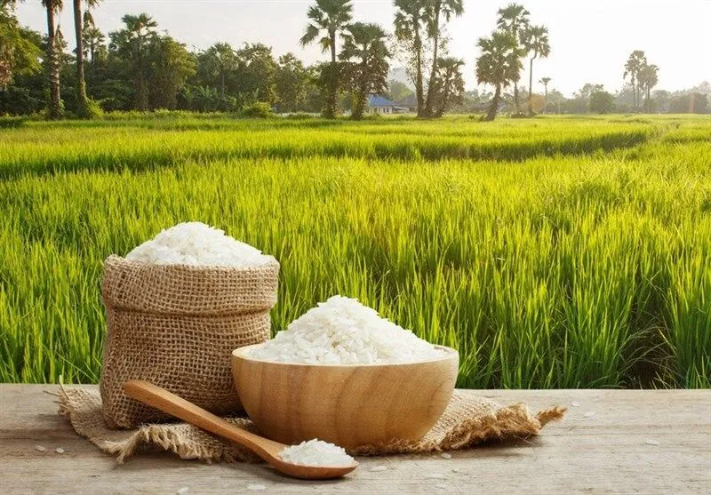 تولید بیش از 32 هزار تن برنج سفید در آذربایجان شرقی