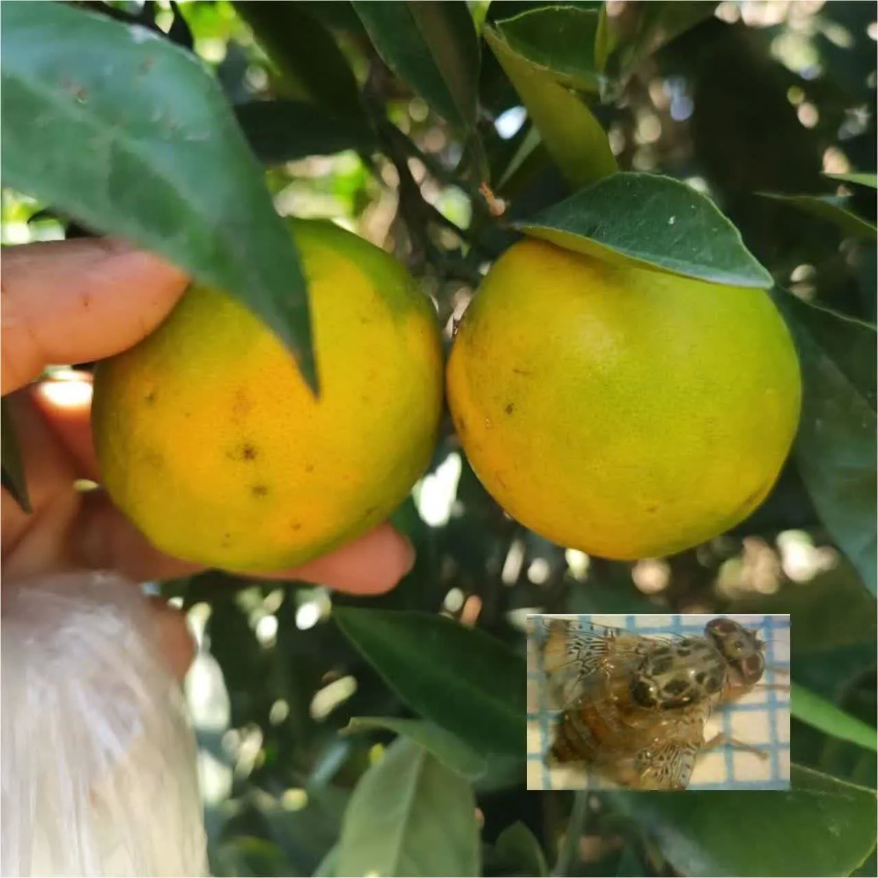 هشدار جدی جهاد کشاورزی بابل؛ زنگ خطر طغیان مگس میوه مدیترانه‌ای در باغ‌های مرکبات به صدا درآمد