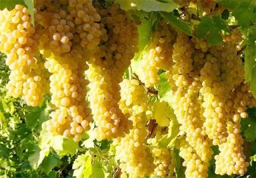 ملکان؛ قطب تولید انگور آذربایجان شرقی با سهم 65 درصدی از باغات استان