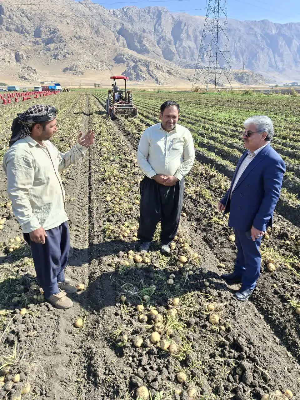 مدیر تعاون روستایی استان  کرمانشاه از مزارع سیب زمینی منطقه میاندربند بازدید کرد